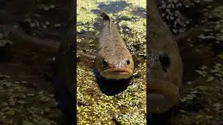🐠 CRAZY Fish Bite Compilation! 🎣 You WON'T Believe This! 🤣 #fishbite #fishingfails