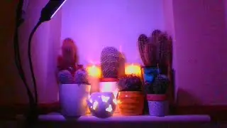 Silent LS | Various Cacti Under Adjustable 3 Heads Full Spectrum Grow Lights | Bida Plantliner