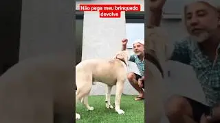 n&atilde;o pega meu brinquedo #pitbulldog #pitbull #pitbulls #petsfofinhos #cachorro #cachorros #viral