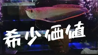 【希少価値】ブラックアロワナ入荷速報！ペットバルーン