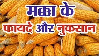 मक्का खाने के फायदे और नुकसान | Corn Benefits | Makka Khane Ke Fayde
