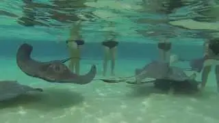 Stingray City - Grand Cayman, Cayman Islands