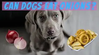 Can Dogs Eat Onions? + What Do I Do If My Dog Did?