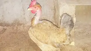 بعنه الديج الأبيض + دجاجتين 
