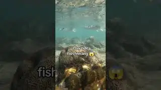 Low tide fish feeding 😱 #traveltips #bucketlist #shorts #travelshorts #beachvibes
