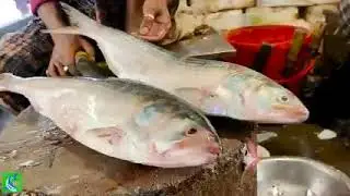Live National fish of Bangladesh Cutting skills in fish market