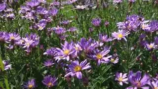 Mountain Moment: Paradise Asters