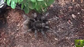 My Giant Blue Bloom Bird Eater Tarantula