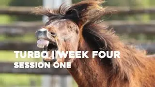 Turbo Week Four!