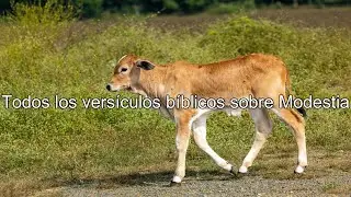 Qu&eacute; dice la Biblia acerca de modestia - Todos los vers&iacute;culos b&iacute;blicos sobre modestia
