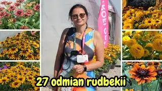 Przegląd 27 odmian Rudbekii &ndash; Prezentacja na Dniach Otwartych Vitroflora