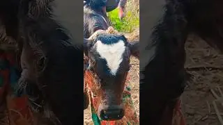 Cow with a heart 💗ll #animals #uttarakhand #villagelife #love #song