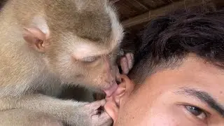 Adorable Zueii Little Monkey Using Tongue Clean Up Earwax