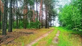 Спокойное пение птиц в глубине леса 🌿 Природная атмосфера для релаксации