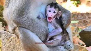 Sweetie family newborn Monkey to happy with Milk | Natural Life of Animals