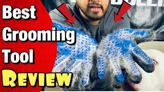 How to groom a pit bull (BEST Deshedding Gloves)