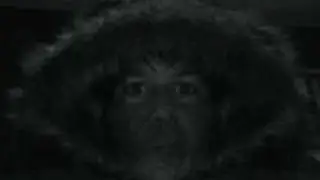 Snowfilm