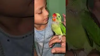 Parrot Baby 1.5 month old new video #babyparrotsound #mithuparrot #babyparrot #parrotchannel #parrot
