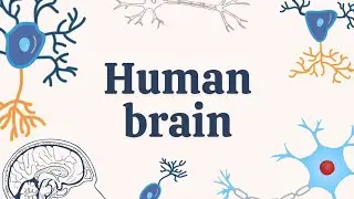 🧠 The Human Brain Explained | Forebrain, Midbrain & Hindbrain in Simple Words. 