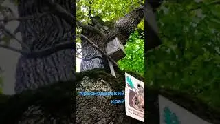 Сказочный старый дуб