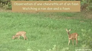 1&egrave;re Observation d'une chevrette & d'un faon !  First observation of a row doe & fawn