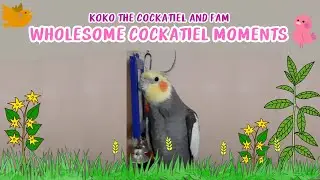 WHOLESOME COCKATIEL MOMENTS: Koko the cockatiel and fam