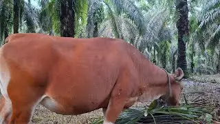 Angon sapi disore hari !! Sapi umbaran 