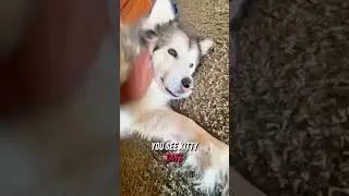 My Malamute Rescue Always DOES THIS around the CAT
