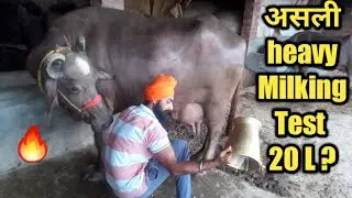 नयी भूरी भैंस की Live Milking🔥जरूर देखें |Heavy milk Buffalo Milking Competition live at Dairy farm