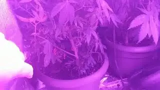 2nd Grow - Cali Kush Haze