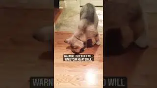 Hope you&rsquo;re a little happier after this moment #Lokithewolfdog  #instagramdogs #nationalpuppyday