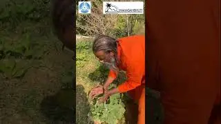 PROUT. Organic farm. Ananda Sambhuti Master Unit.