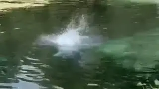Kids in Florida swimming next to a alligator 😱🐊
