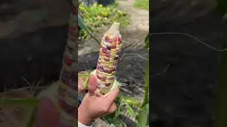 The color of this corn looks like a rainbow - For fruit lovers #fruit #satisfying #farming