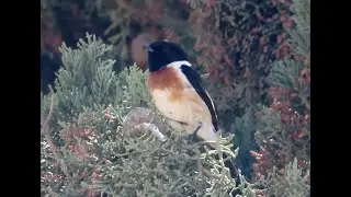Birds of Saudi Arabia: African Stonechat