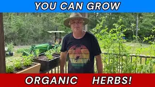 Planting Herbs - Basil, Cilantro and Dill #herbs #gardening #HowToPlantHerbs