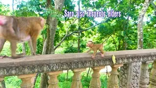 Admirable, Baby monkey SARO is not only smart, beautiful, and talented, but he also respects elders.