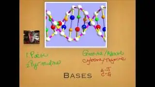 DNA Structure