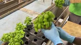 Il Pesto di Pr&agrave; - Da Noi a Noi