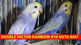 RAINBOW BODY COLOR TYPE PART 2 || DOUBLE FACTOR RAINBOW BUDGIES|| HOW LOOK LIKE DF???