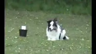 Dog Obedience - Distance Control