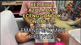 BELI BIBIT AZOLLA DAN ECENG GONDOK ONLINE❓WORTH IT KAH⁉️