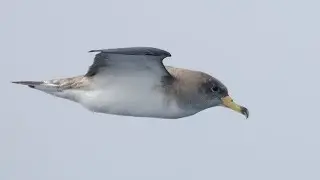 Cagarro or Cory's shearwater |  Weird Sounding Night Bird on the Azores and Madeira