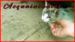 🔥 Cat Jack to get acquainted with domestic cats....