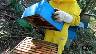 🐝 Manejo Pr&eacute;-Safra: As Dificuldades e Perdas na Apicultura
