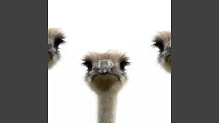 The j&aring;&aring;&aring;