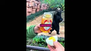 Медведь, который понял сигнал 🐻🍯