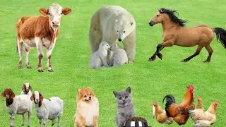 Funny Farm Animals Compilation: Cow, Pig, Duck, Goat, Chicken, Sheep, Horse, Dog, Cat...
