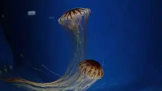 Kabhi Na Marne Wala Jaanwar? 🌊 | Jellyfish Facts in Urdu