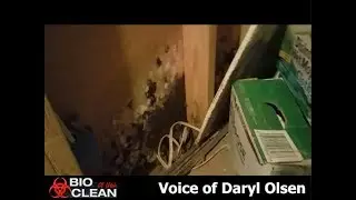 Mold Removal In Salt Lake City - Bio Clean of Utah